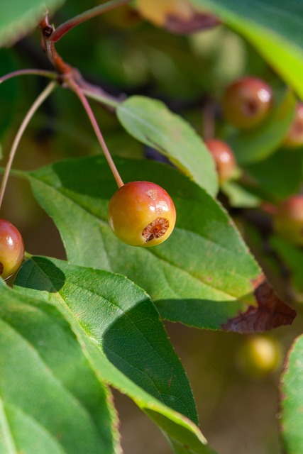 赫罗纳足球 赫罗纳足球