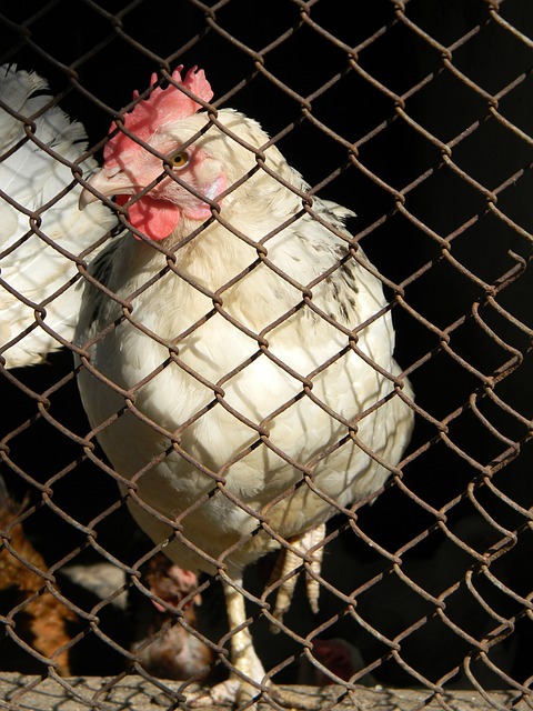 浓眉18+7+5砍逆转，独行侠升至西部第9重创公牛.